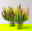 Besenheide SKYFIVE®, mehrfarbig, Topf-Ø 17 cm, 2 Pflanzen Besenheide SKYFIVE®, mehrfarbig, Topf-Ø 17 cm, 2 Pflanzen
