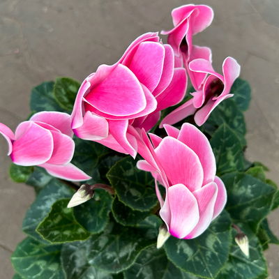 Alpenveilchen 'Meine Beste', pink, Topf-Ø 13 cm, 3 Pflanzen