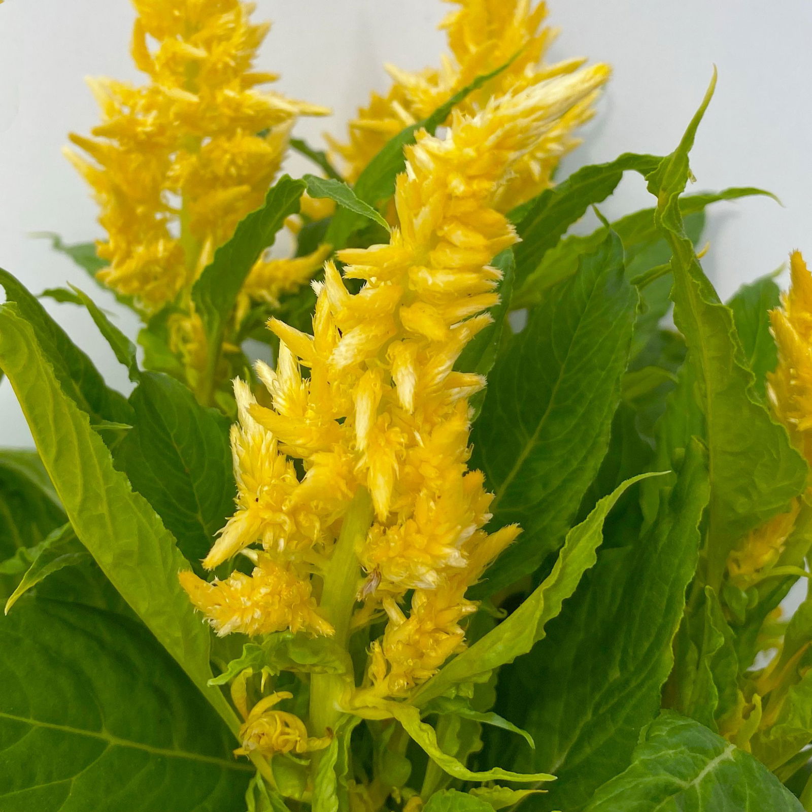 Celosia 'Kelos Fire Yellow' gelb. Topf-Ø 17 cm, 2er-Set