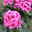 Geranie 'Rainbow Rose', rosa, hängend, Topf-Ø 13 cm, 6 Pflanzen