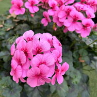 Geranie 'Rainbow Rose', rosa, hängend, Topf-Ø 13 cm, 6 Pflanzen