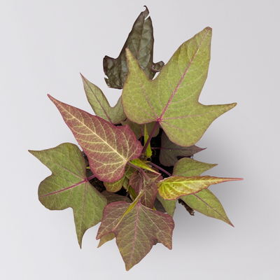 Süßkartoffel, bronzelaubig, Zierform, Topf-Ø 12 cm, 6er-Set Süßkartoffel, bronzelaubig, Zierform, Topf-Ø 12 cm, 6er-Set