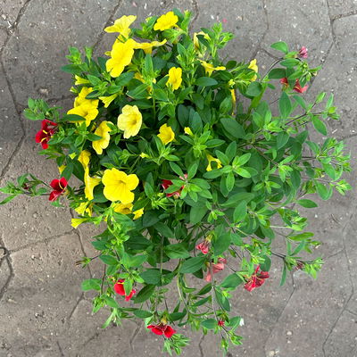 Zauberglöckchen 'Duo', rot & gelb, Topf-Ø 14 cm, 4 Pflanzen