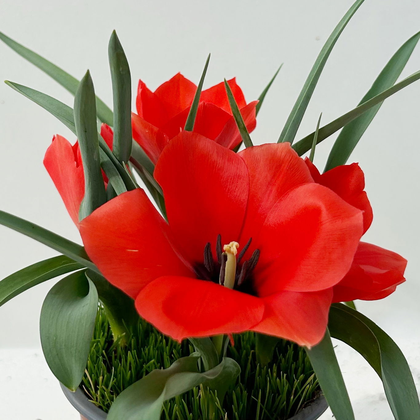 Wildtulpe, orangerot, einfach blühend, mit Gras, Topf -Ø 9 cm, 4 Pflanzen