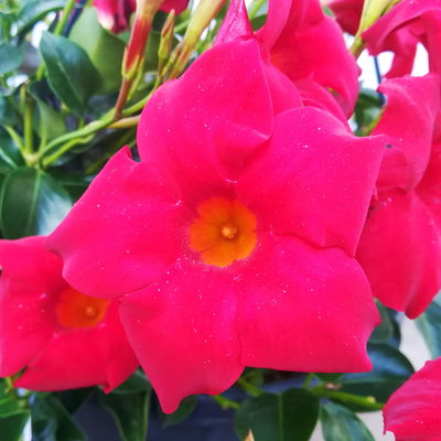 Dipladenie, rot, Ampeltopf-Ø 25/27 cm