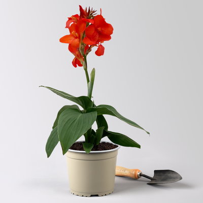 Canna 'Cannova®', rot, Topf-Ø 17 cm, 2 Pflanzen