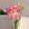 Amaryllis in Wachs, Dekor 'Basic White', Blüte rosa-weiß Amaryllis in Wachs, Dekor 'Basic White', Blüte rosa-weiß