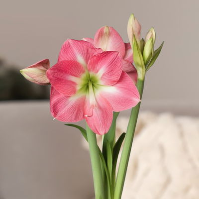 Amaryllis in Wachs XL, Dekor 'White Mix', zufällig, Blüte rosa-weiß Amaryllis in Wachs XL, Dekor 'White Mix', zufällig, Blüte rosa-weiß