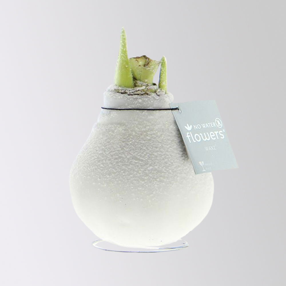 Amaryllis in Wachs, Dekor 'Frozen Mix' nach Verfügbarkeit, Blüte weiß