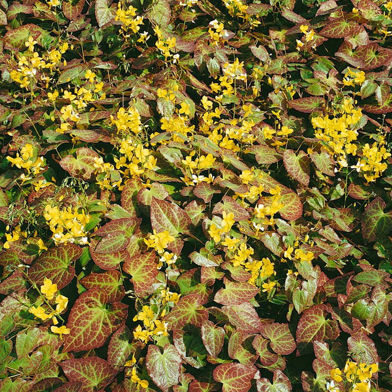 Elfenblume 'Frohnleiten' gelb, Topf-Ø 9 cm, 3er-Set