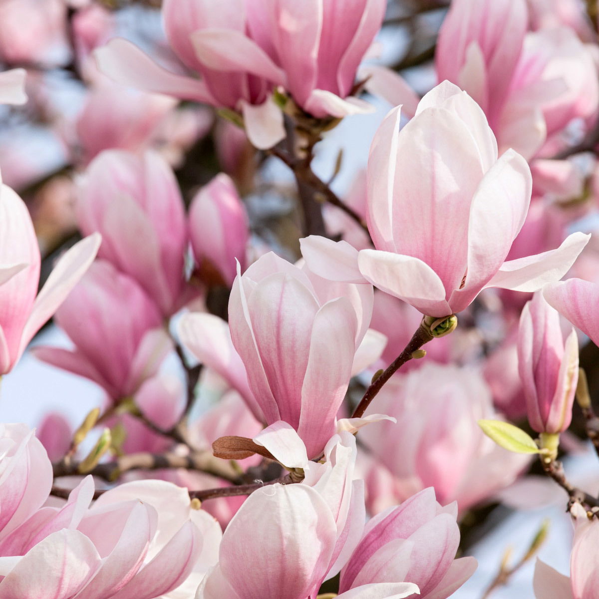 3erSet Magnolien jetzt bei PflanzenKölle kaufen