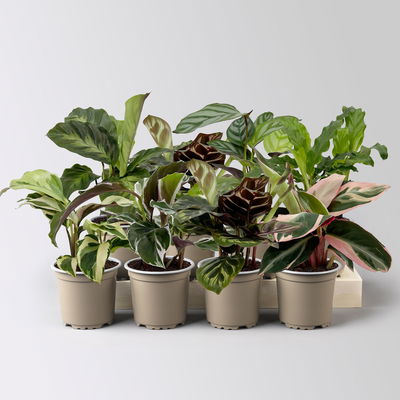 Calathea Mini Mix zufällig, Topf-Ø 7 cm, Höhe ca. 10-15 cm, 8 Pflanzen Calathea Mini Mix zufällig, Topf-Ø 7 cm, Höhe ca. 10-15 cm, 8 Pflanzen