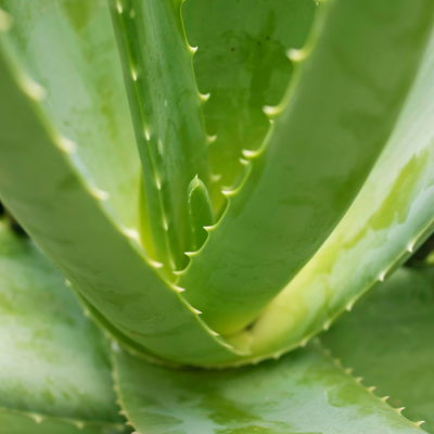 Aloe vera, Topf-Ø 24 cm, Höhe ca. 75 cm Aloe vera, Topf-Ø 24 cm, Höhe ca. 75 cm