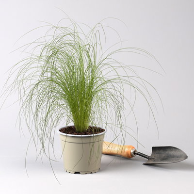 Pflanzenkreation Trockenzauberer, groß, 6 Pflanzen inkl. Erde und Dünger