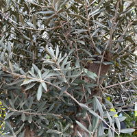 Olivenbaum, Stamm, Topf-Ø ca. 50-60 cm