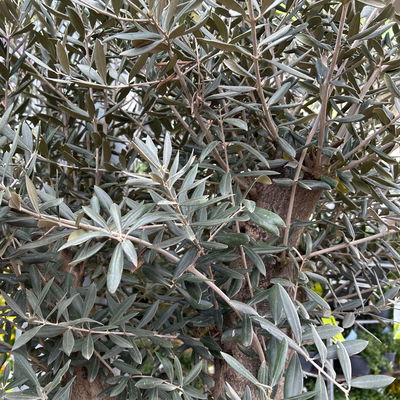 Olivenbaum, Stamm, Topf-Ø ca. 50-60 cm