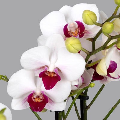 Schmetterlingsorchidee, inkl. Keramiktopf, weiß/rot, Topf-Ø 12 cm, Höhe ca. 50cm Schmetterlingsorchidee, inkl. Keramiktopf, weiß/rot, Topf-Ø 12 cm, Höhe ca. 50cm