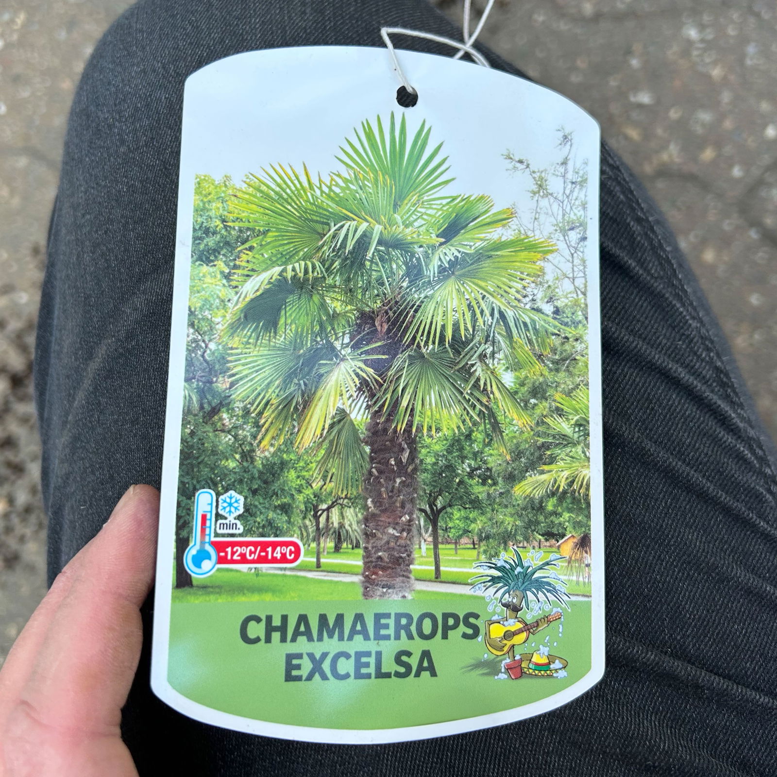 Hanfpalme, Stamm ca. 40 cm, Topf 35 Liter