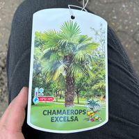 Hanfpalme, Stamm ca. 40 cm, Topf 35 Liter