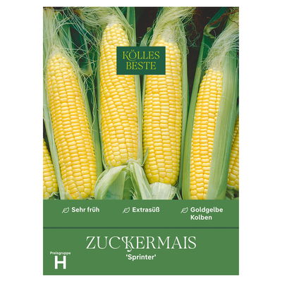 Kölles Beste Saatgut Zuckermais 'Sprinter', gelb