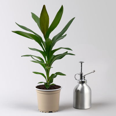 Grünpflanzenkreation Keulenlilien-Dreierlei, Topf-Ø 12 cm, 3 Pflanzen