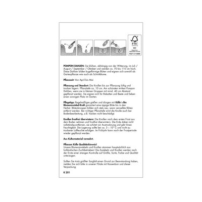 Pompon-Dahlie 'Stolze von Berlin' rosa, 1 Blumenknolle