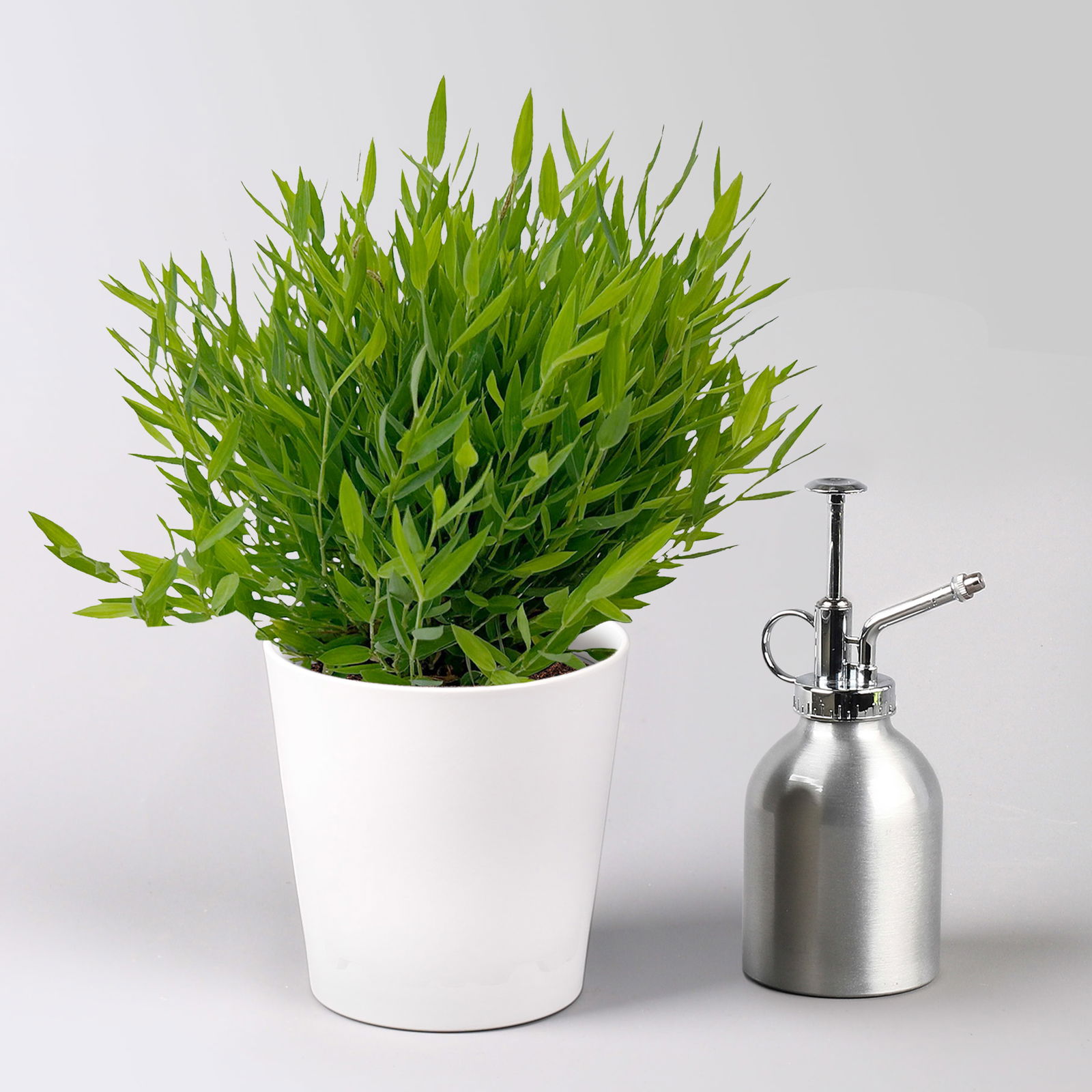 Zimmerbambus, Topf-Ø 12cm, mit Übertopf Dallas weiß, 3 Pflanzen Zimmerbambus, Topf-Ø 12cm, mit Übertopf Dallas weiß, 3 Pflanzen