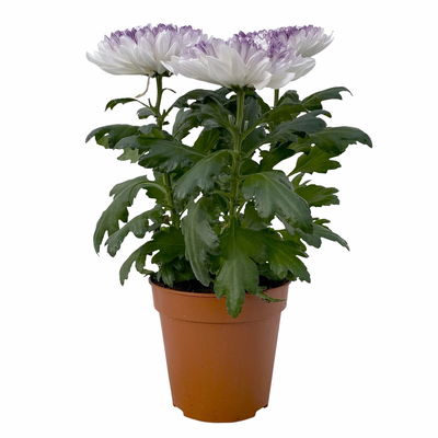 Chrysantheme 'Zembla Make-Upz® Heart Mix, Farben zufällig, Topf-Ø 13 cm, 3er-Set Chrysantheme 'Zembla Make-Upz® Heart Mix, Farben zufällig, Topf-Ø 13 cm, 3er-Set