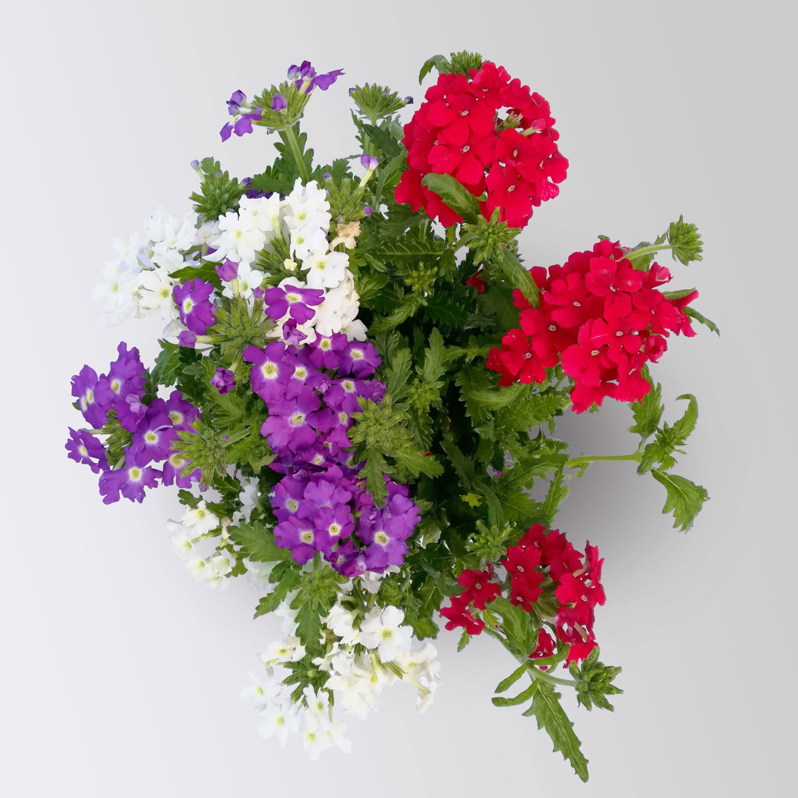 Eisenkraut 'Trio', bunt, Topf-Ø 12 cm, 6 Pflanzen Eisenkraut 'Trio', bunt, Topf-Ø 12 cm, 6 Pflanzen
