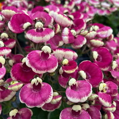 Pantoffelblume 'Pink Bicolor', pink-creme, Topf-Ø 15 cm, 3 Pflanzen