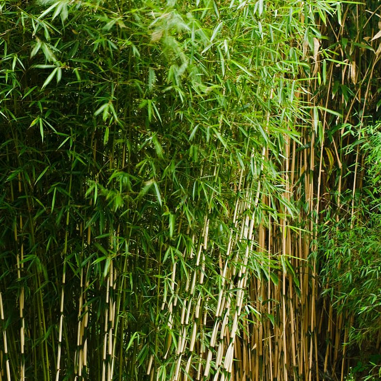 Bambus Fargesia 'Campbell', Höhe 80-100 cm, Topf 7,5 Liter