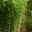 Bambus Fargesia 'Campbell', Höhe 80-100 cm, Topf 7,5 Liter