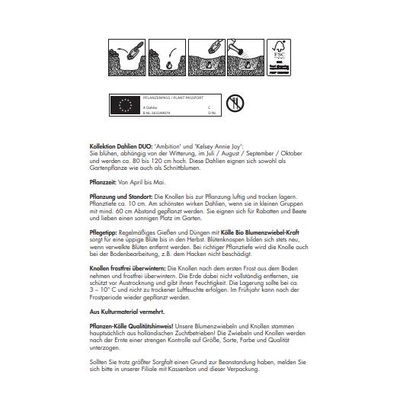 Kölles Beste Blumenknollenmischung Dahlie 'Ambition' & 'Kelsey Annie Joy' Kölles Beste Blumenknollenmischung Dahlie 'Ambition' & 'Kelsey Annie Joy'
