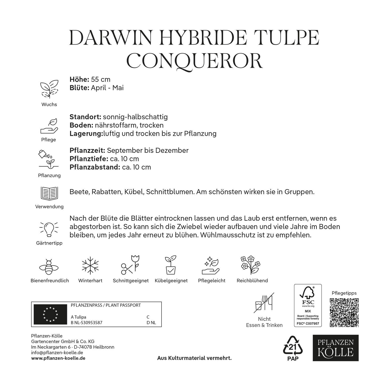 XXL Darwin Hybride-Tulpen 'Conqueror', Gelb, 7 Blumenzwiebeln, Größe 14/+