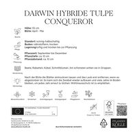 XXL Darwin Hybride-Tulpen 'Conqueror', Gelb, 7 Blumenzwiebeln, Größe 14/+