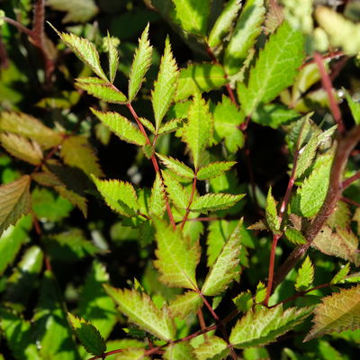 Bio Prachtspiere weiß, Topf 11x11 cm, 3 Pflanzen Bio Prachtspiere weiß, Topf 11x11 cm, 3 Pflanzen