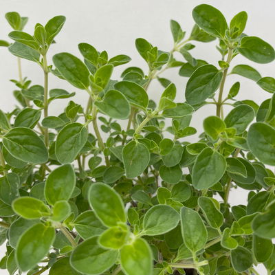 Bio Kräuter-Set 'Pizza & Pasta', 5 Pflanzen, Topf-Ø 12cm Bio Kräuter-Set 'Pizza & Pasta', 5 Pflanzen, Topf-Ø 12cm