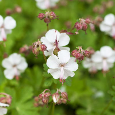 Schattenstauden Set, 18 Pflanzen für 3 m², bunt Schattenstauden Set, 18 Pflanzen für 3 m², bunt