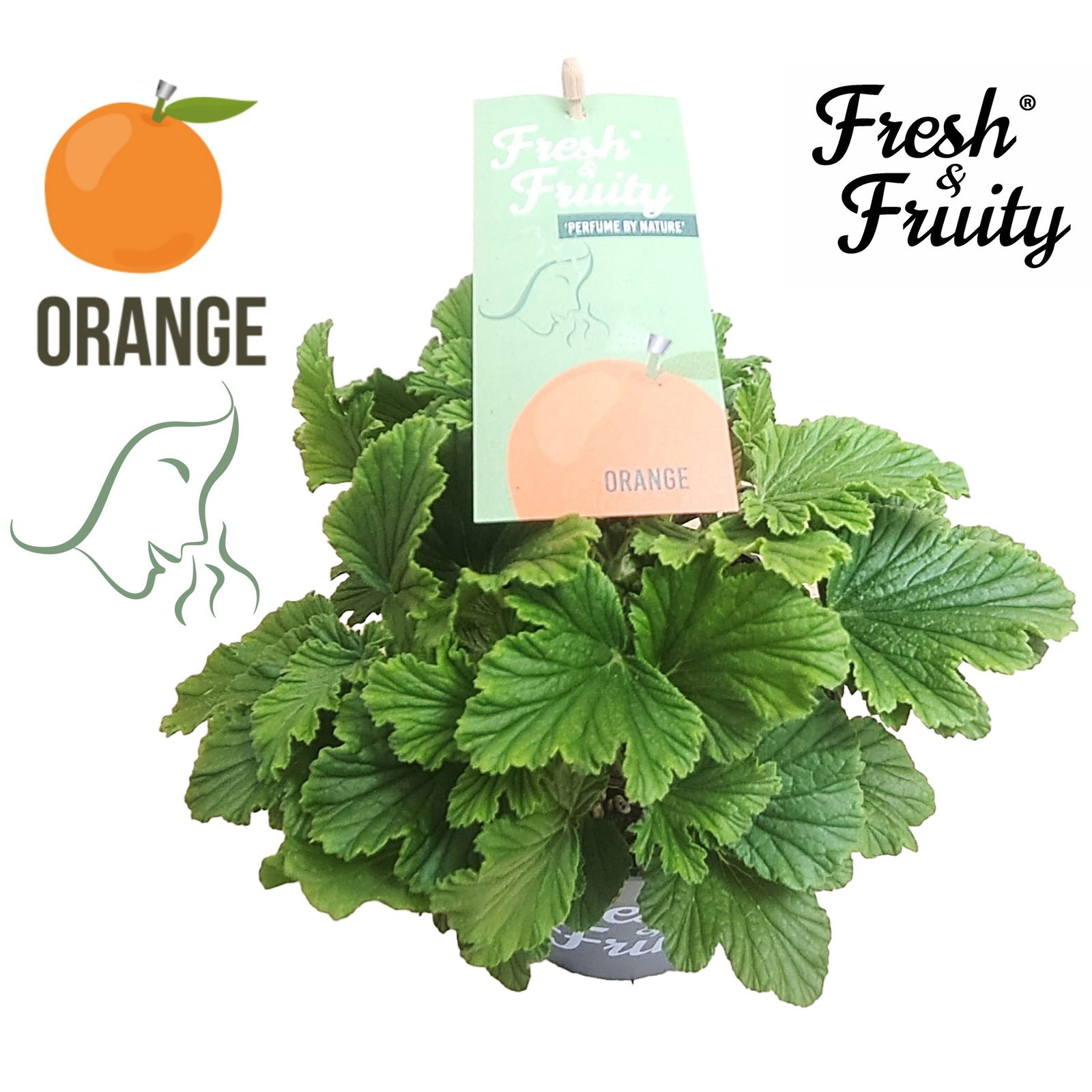 Duftgeranie 'Freshfruity® Orange Fresh', Topf-Ø 12 cm, 3 Pflanzen