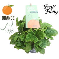 Duftgeranie 'Freshfruity® Orange Fresh', Topf-Ø 12 cm, 3 Pflanzen