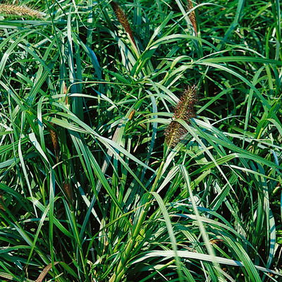 Bio Lampenputzergras 'National Arboretum' braun, Höhe 60-80 cm, 5 Liter Topf Bio Lampenputzergras 'National Arboretum' braun, Höhe 60-80 cm, 5 Liter Topf