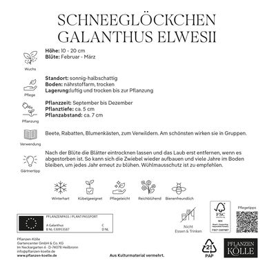 XXL Schneeglöckchen (Galanthus Elwesii) weiß, 10 Blumenzwiebeln