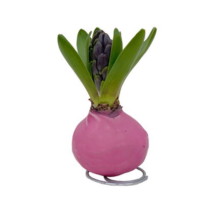 Hyazinthe in Wachs Pink Mix, pink mit Muster, 4 Stück Hyazinthe in Wachs Pink Mix, pink mit Muster, 4 Stück