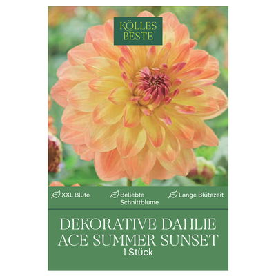 Kölles Beste Blumenknolle, Dekorative Dahlie 'Ace Summer Sunset'