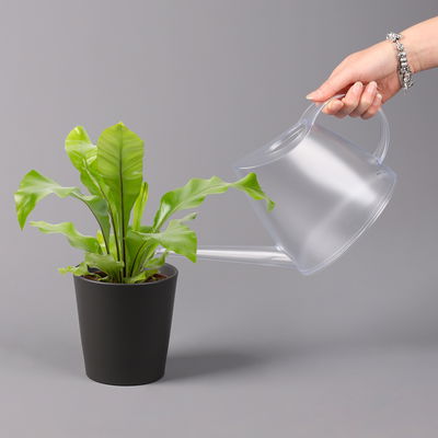 Nestfarn, mit Keramiktopf Dallas anthrazit, Topf-Ø12cm, Höhe ca. 35 cm, 3er-Set