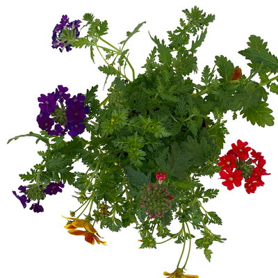 Sommerblumen Mix TrioMio™ bunt, Mix zufällig, Topf-Ø 12 cm, 6er-Set