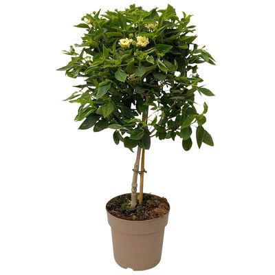 Wandelröschen weiß, Stamm, Topf-Ø 17 cm