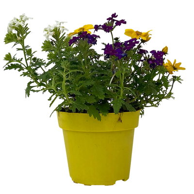 Sommerblumen Mix TrioMio™ bunt, Mix zufällig, Topf-Ø 12 cm, 6er-Set