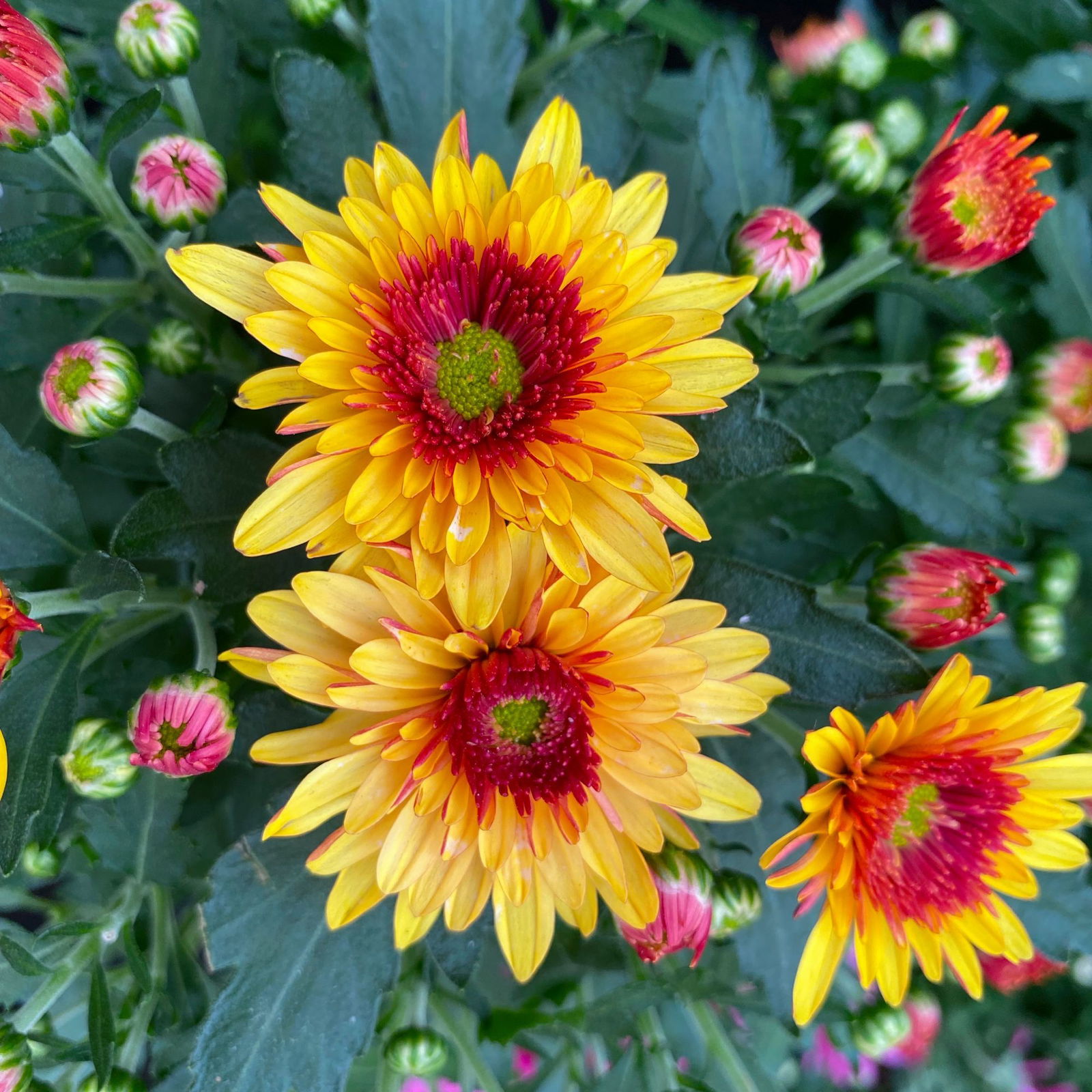 Herbstpflanzenset 'Indian Summer' rot-lila-orange, Topf-Ø 10,5 cm Ø, 6er-Set