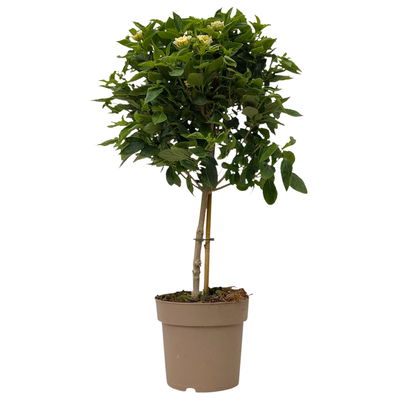 Wandelröschen weiß, Stamm, Topf-Ø 17 cm